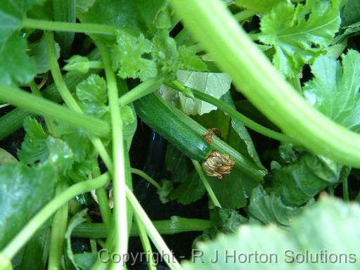 Zucchini Young 